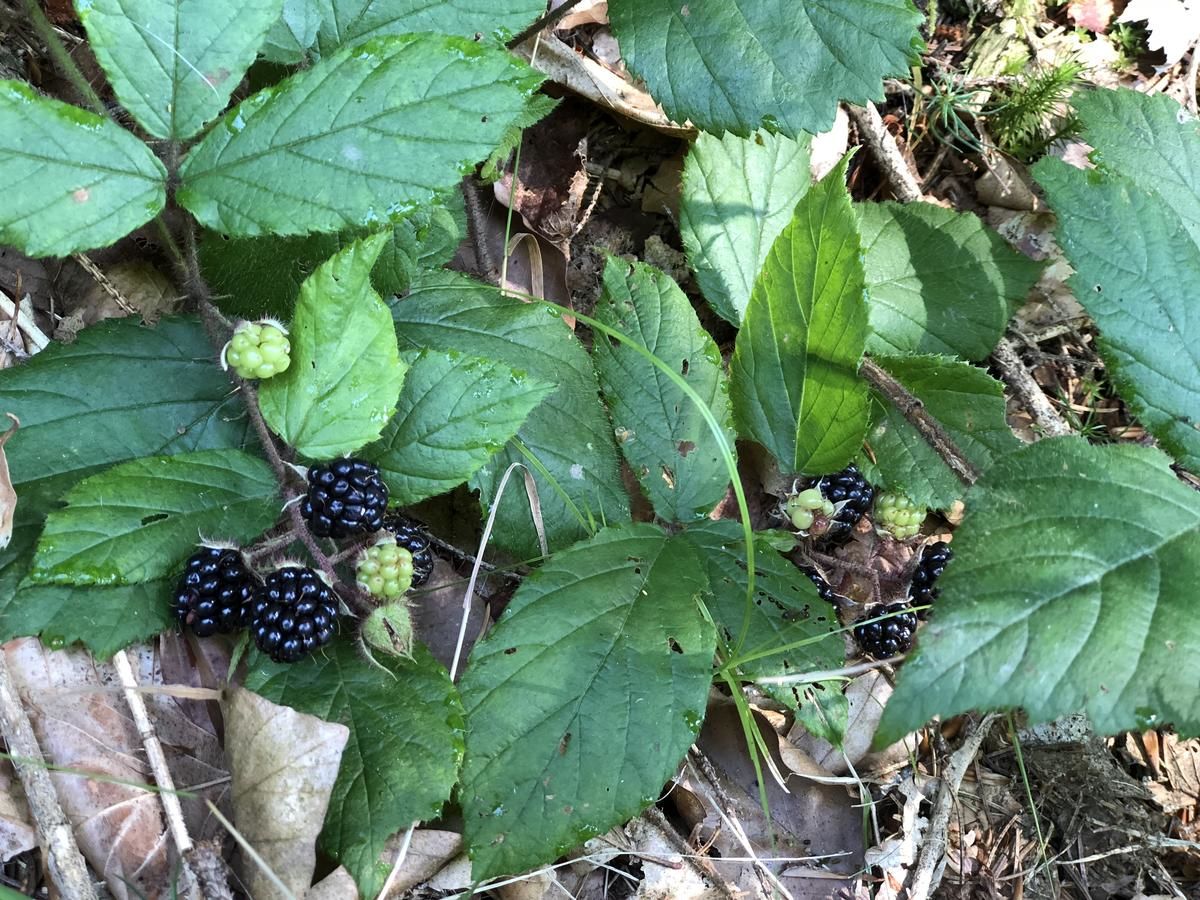 Отель Отель Дикий Мёд Татаров